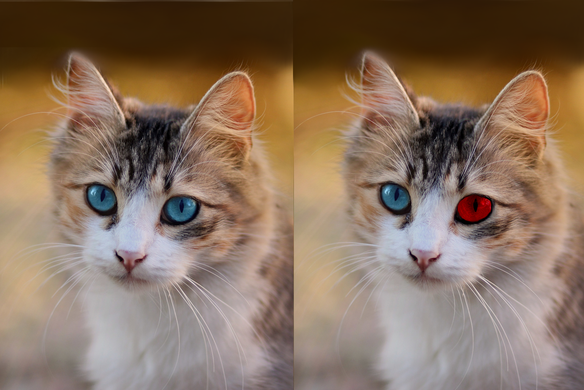 An example for the cat-and-anothet-cat kind of spot-the-difference task."