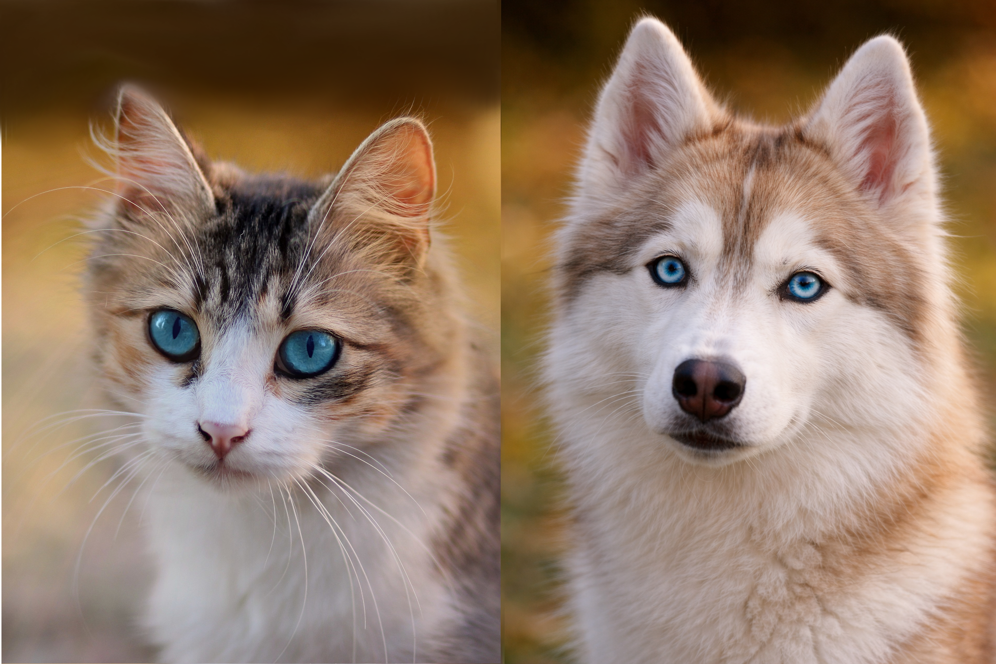 An example for the cat-and-dog kind of spot-the-difference task."